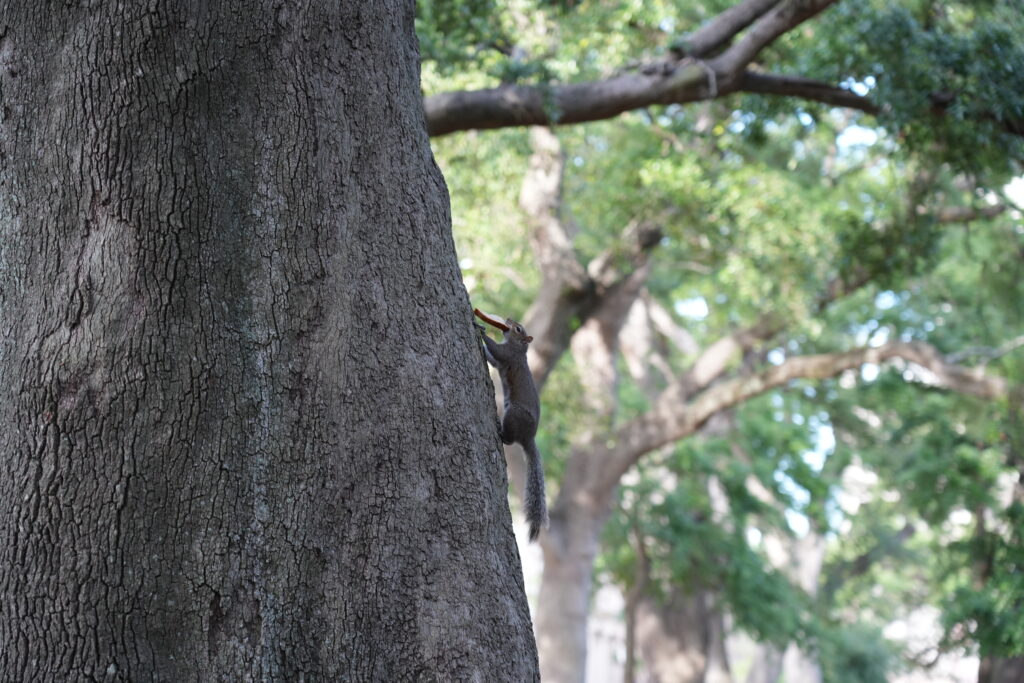 A squirrel on the deeply furrowed trunk of a southern live oak