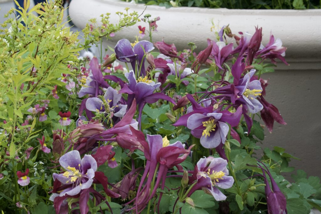 Purple and white columbine flowers in full spring bloom