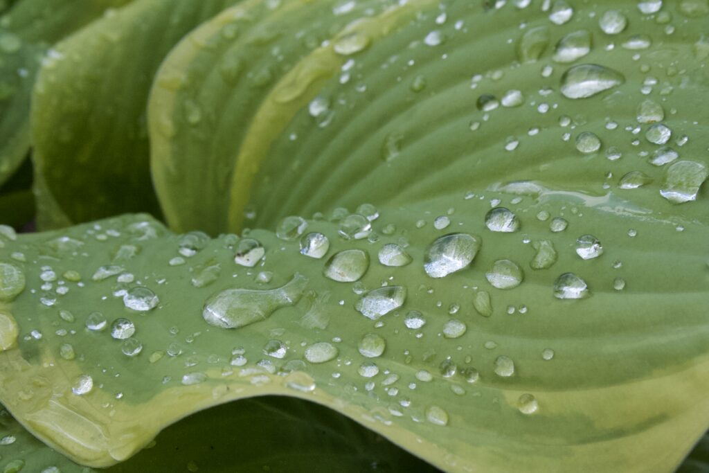 Rainwater beaded across the ribbed surface of a hosta leaf