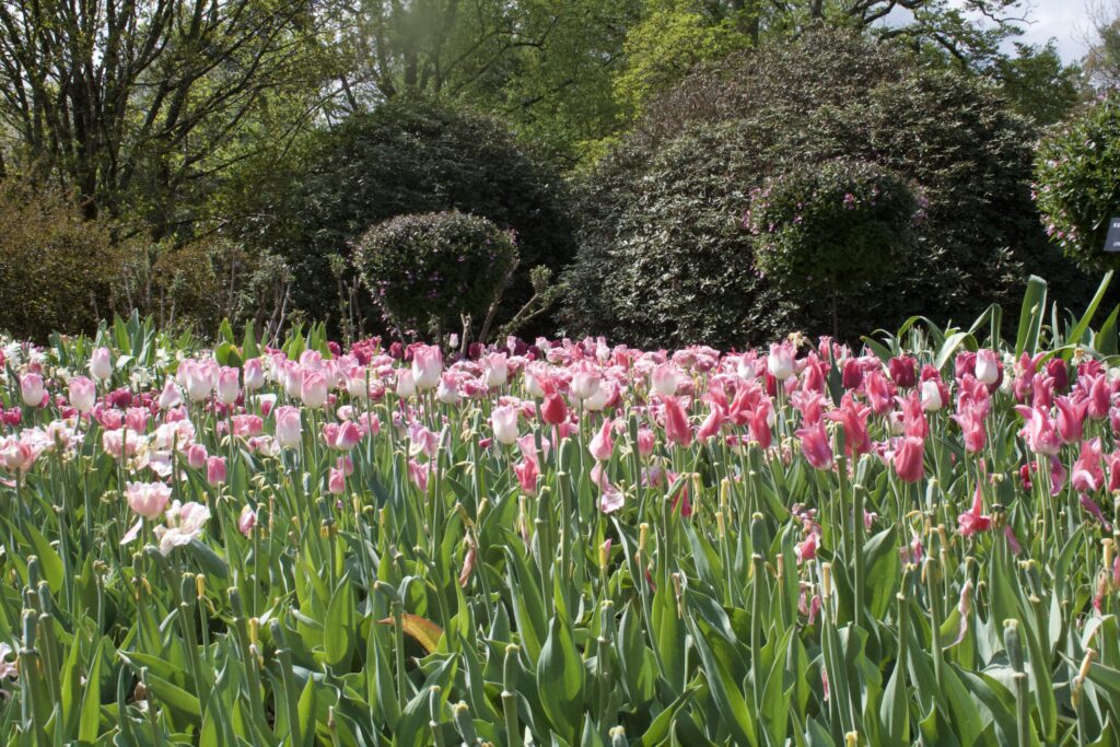 A dense field of pink and white tulips in spring