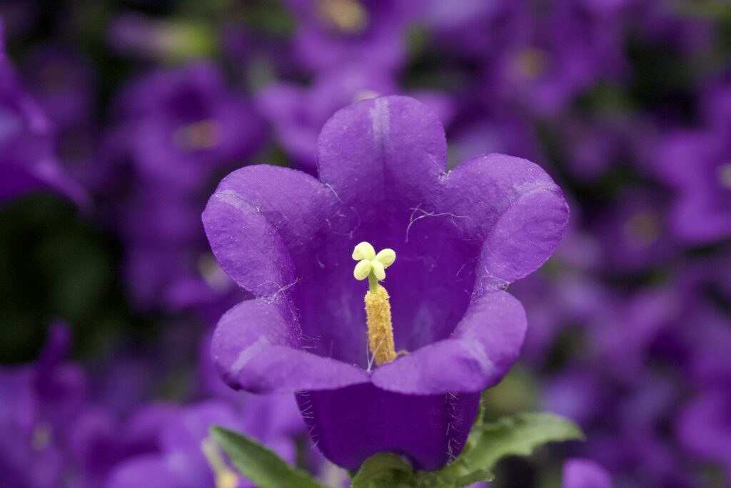 A single violet bellflower in sharp focus against a soft purple field