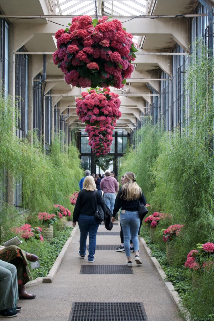 Visitors walking a conservatory corridor lined with hanging red blooms