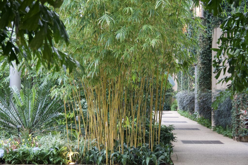 Tall golden bamboo culms in a conservatory planting