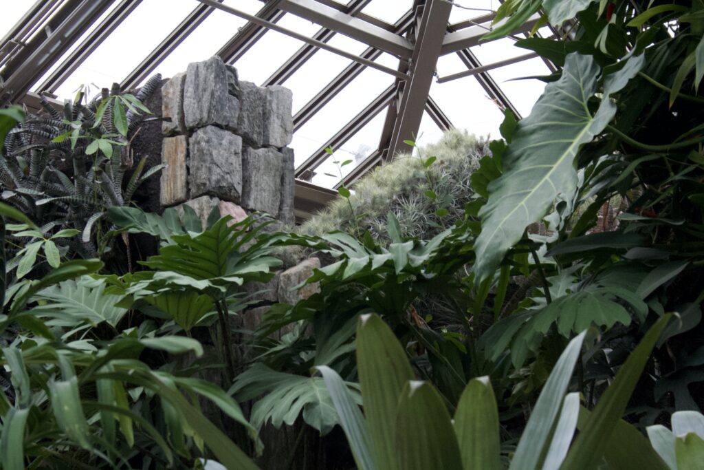 Broad tropical leaves and stone beneath an angular glass roof