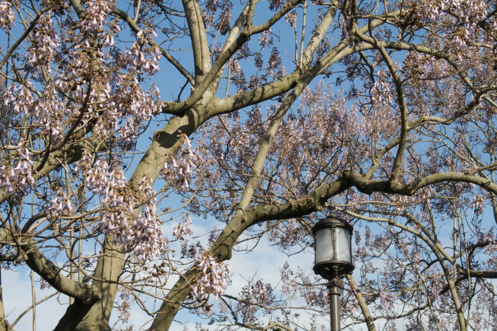 Blossom-laden branches of a plane tree against clear blue sky