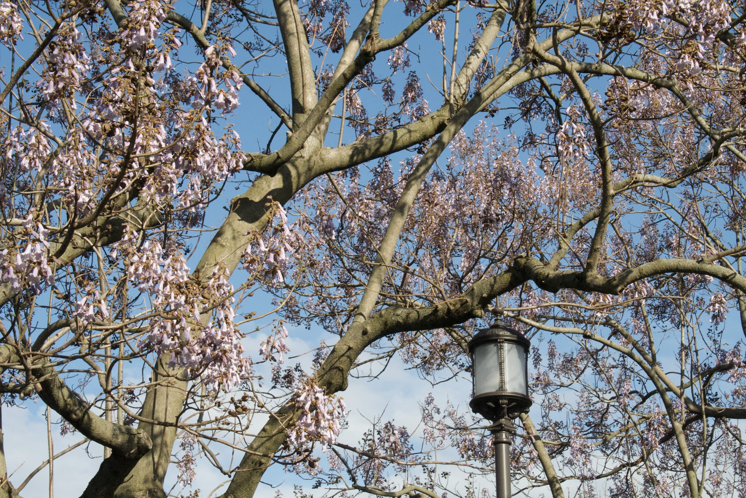 Blossom-laden branches of a plane tree against clear blue sky
