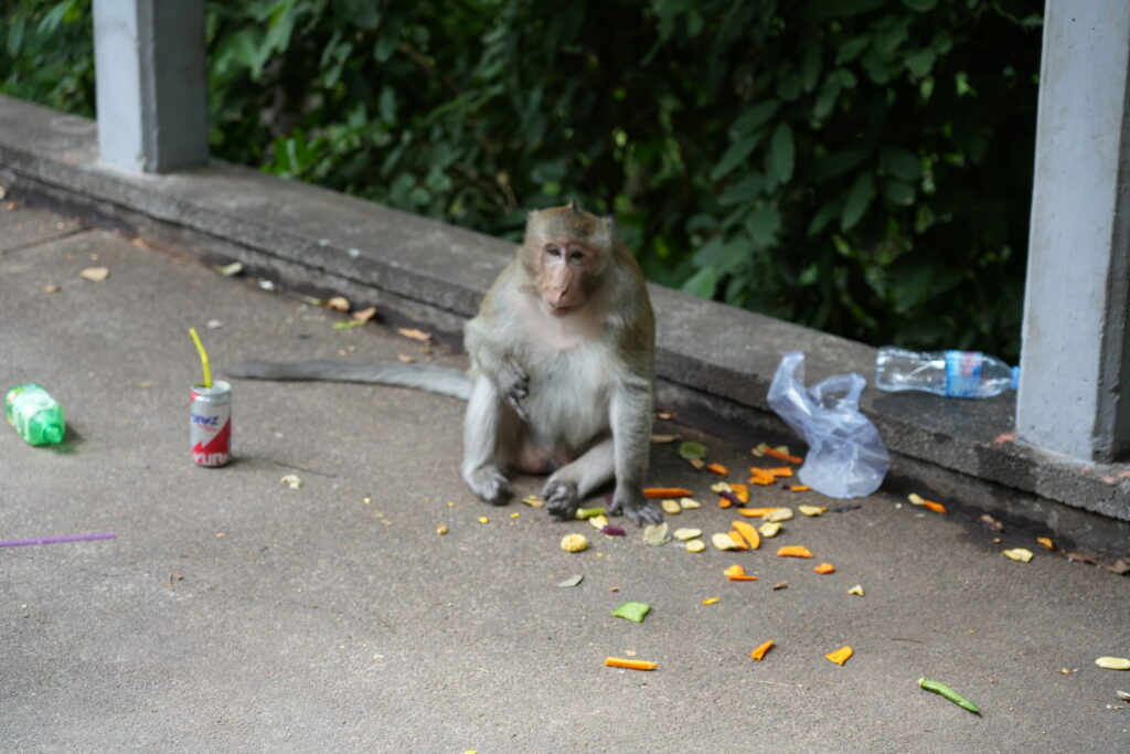 A long-tailed macaque sitting among scattered fruit and litter
