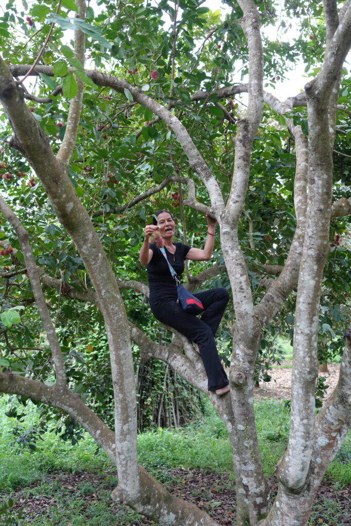 A person seated high in the limbs of a broad tree
