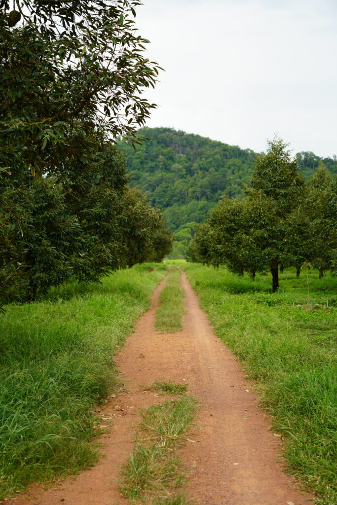 A red dirt track running between grass and young fruit trees