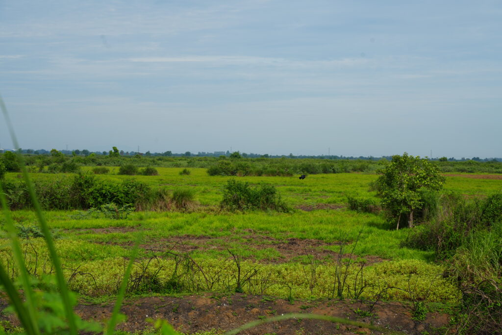 Flooded green grassland stretching to a low horizon