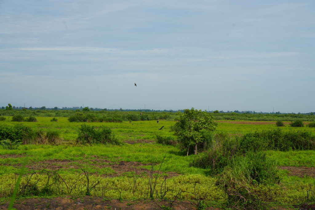 Green floodplain and scattered bushes under a pale sky