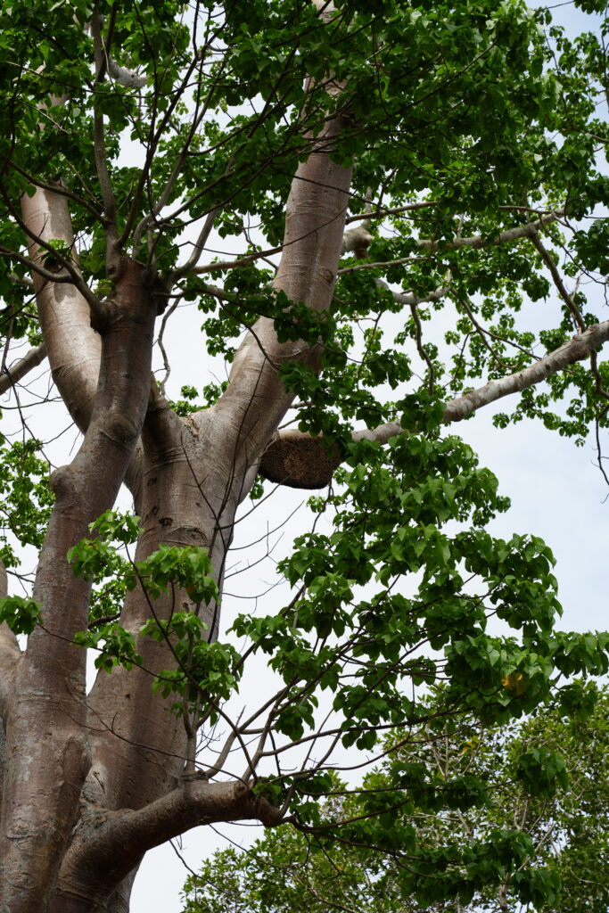 The pale trunk and green crown of a tall tree against the sky