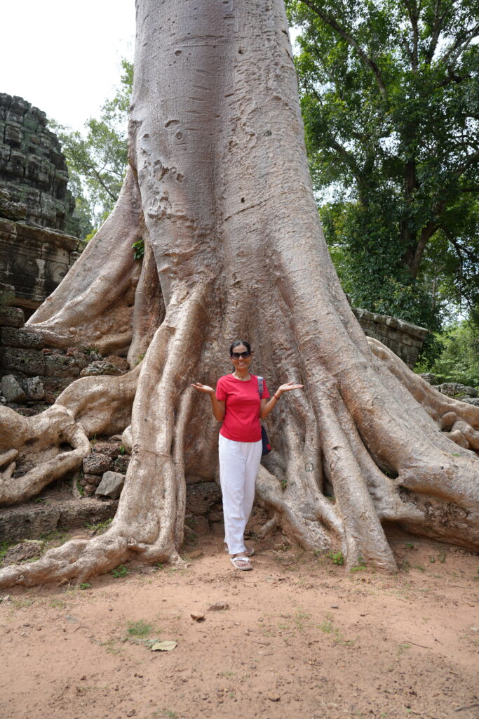 A person standing among the vast buttress roots of a silk cotton tree