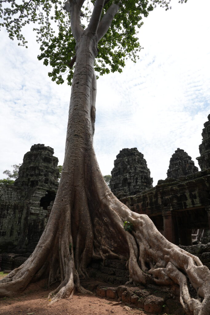 A silk cotton tree rooted across the stone towers of a temple