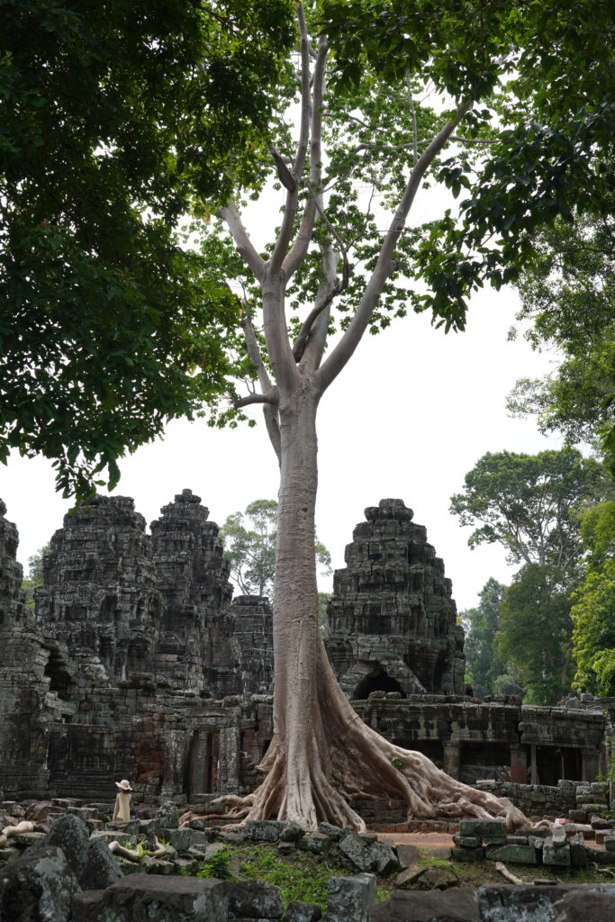 A tall pale tree rising over the stone towers of Banteay Kdei