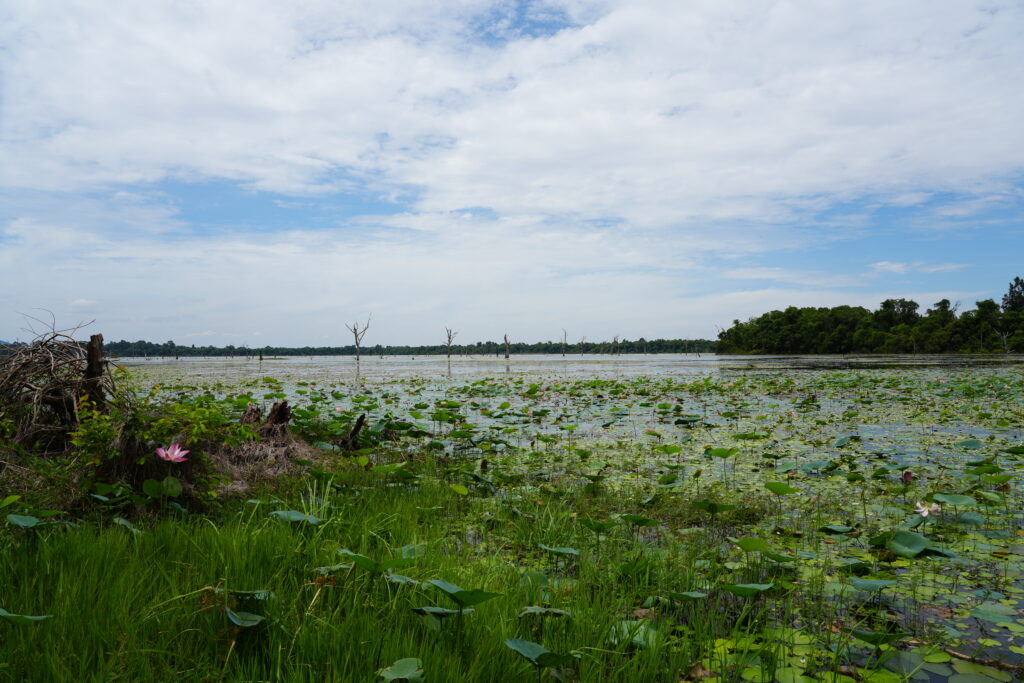 A wide lake covered in lotus pads under a clouded sky