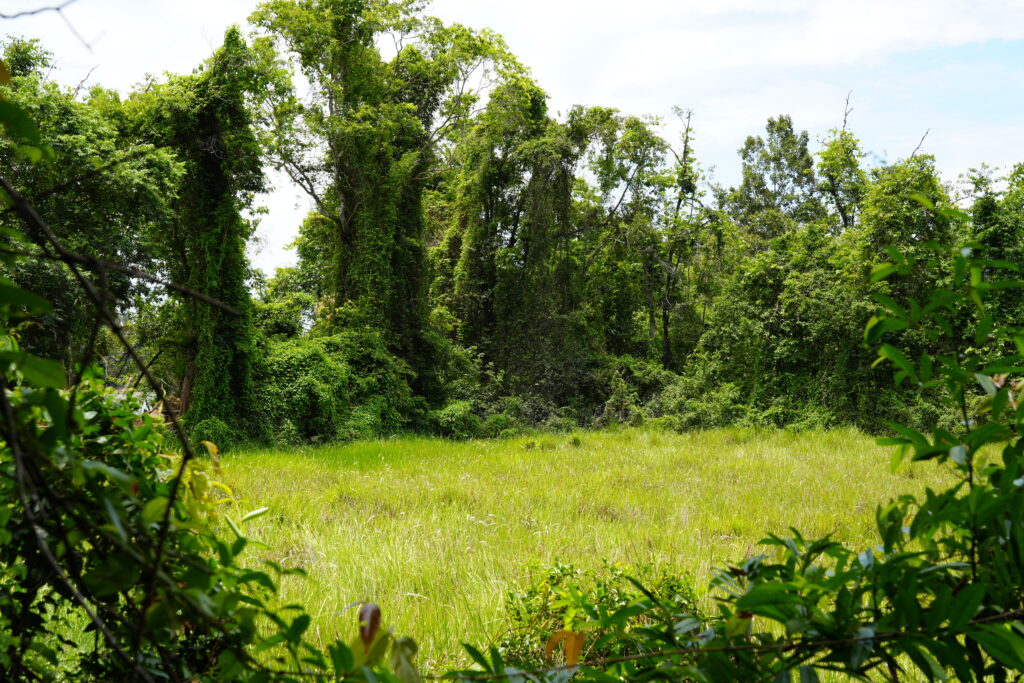 Dense green growth and vines at the height of the monsoon