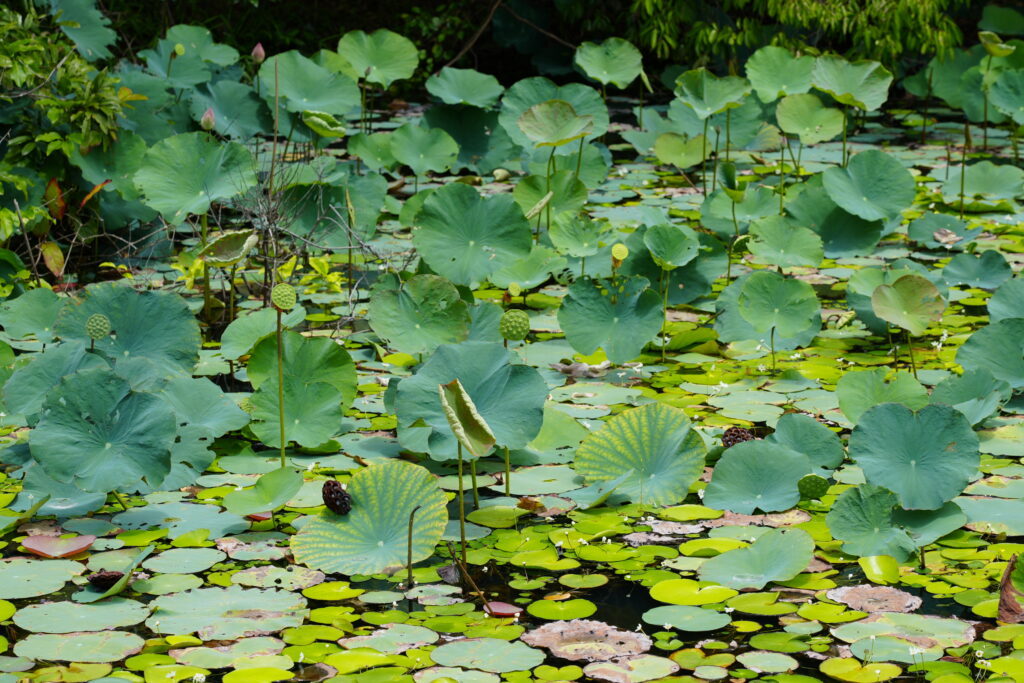 Overlapping green lotus pads filling the surface of a pond