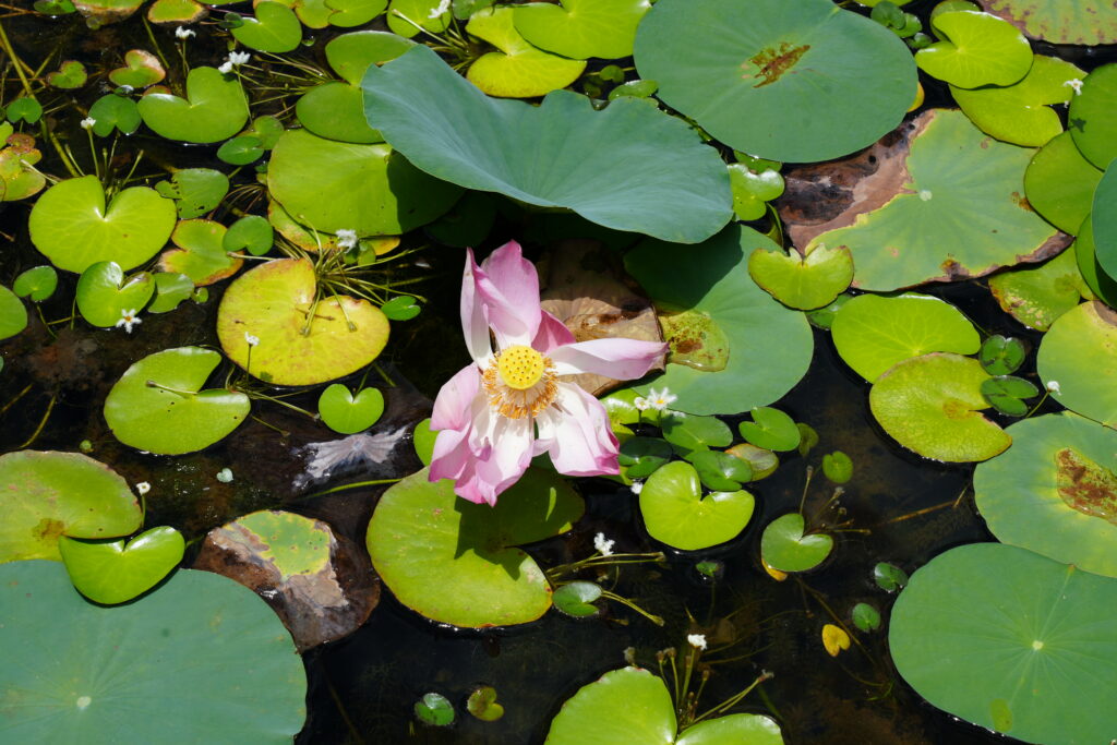 A single pink lotus open among green pads and dark water