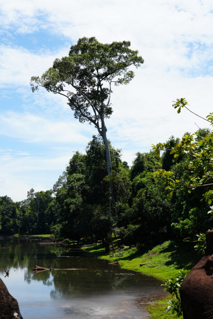 A still temple moat reflecting tall trees and red earth banks