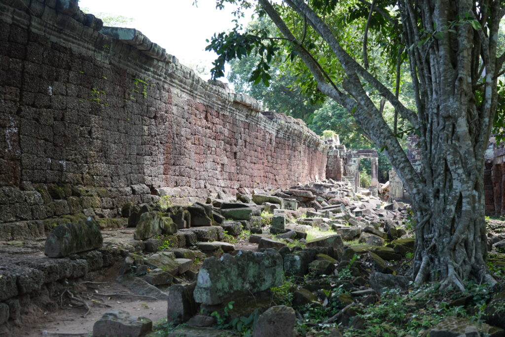 A long laterite enclosure wall with a tree breaking through