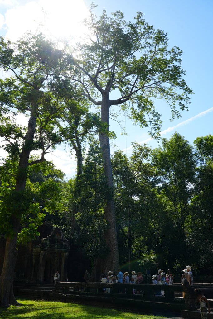 Enormous forest trees towering over visitors at a temple causeway