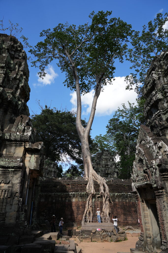 A pale tree growing directly out of a temple tower against blue sky