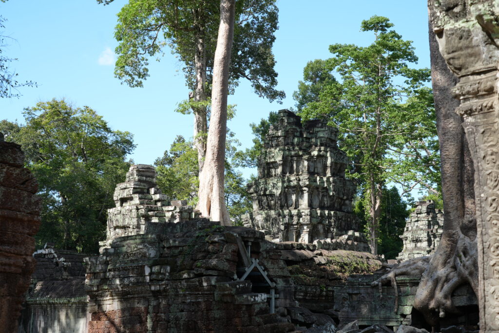 Forest trees closing over the broken towers of a temple