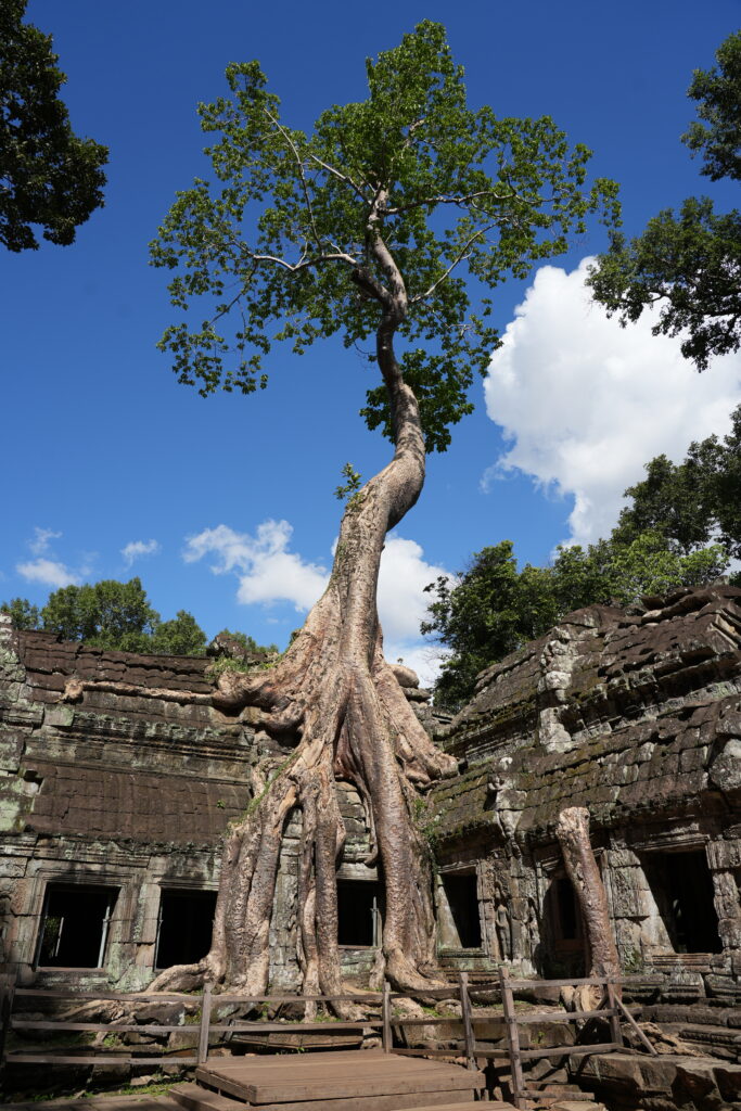 A silk cotton tree spreading above temple stonework and blue sky