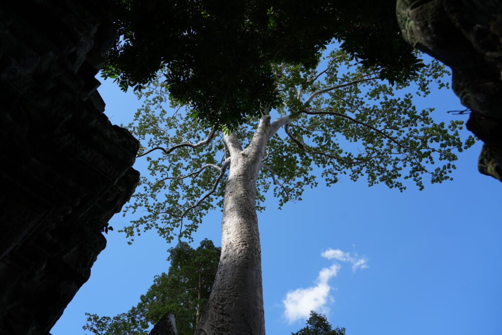 Looking up through a temple doorway at a tree and blue sky