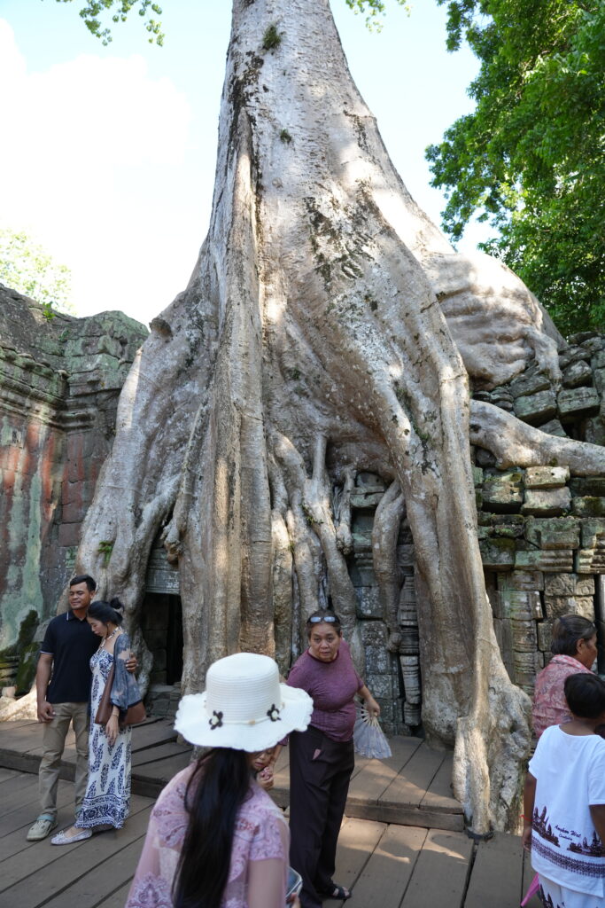 Visitors beneath the famous buttress roots draped over Ta Prohm
