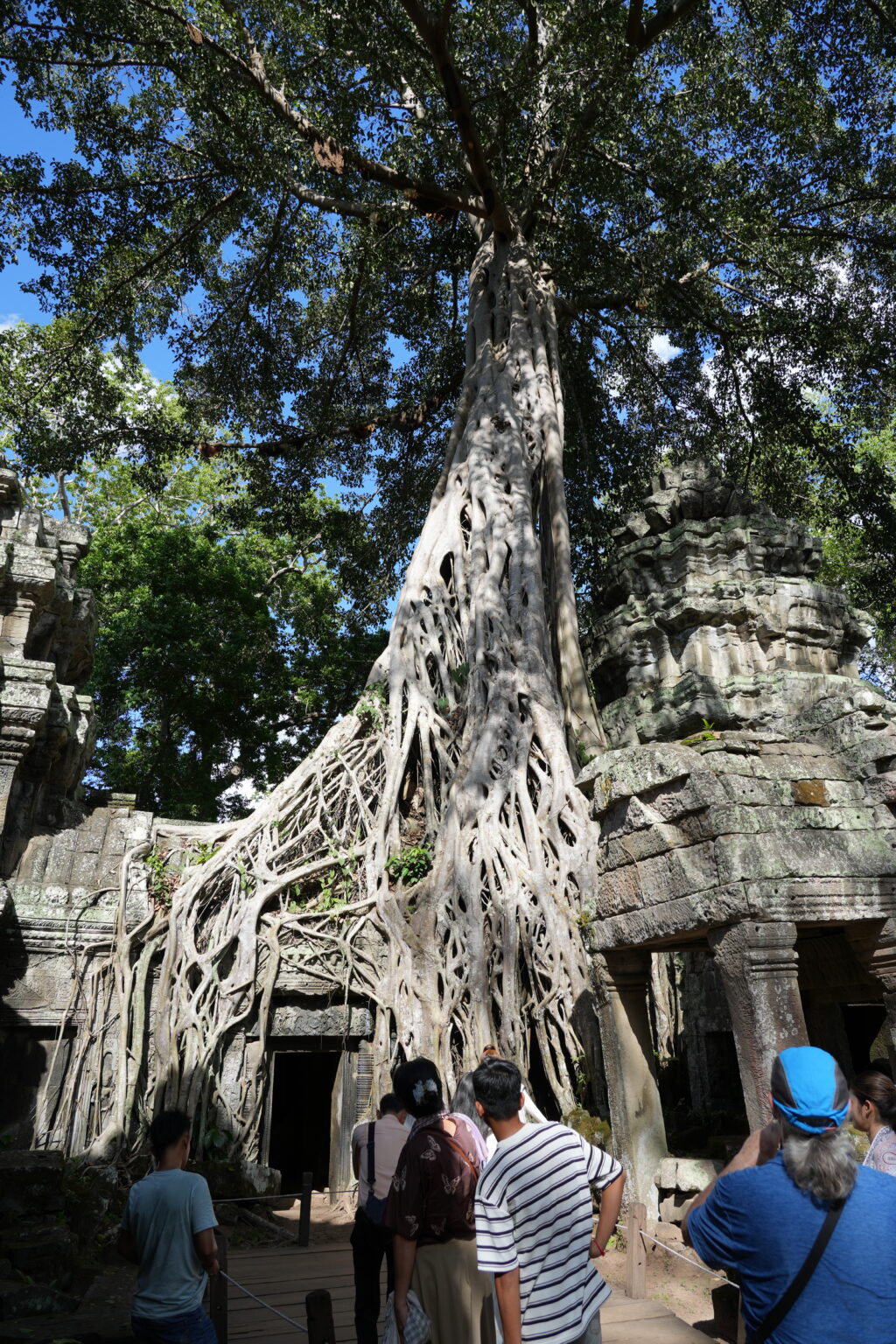 Pale strangler fig roots cascading over the stone gallery of Ta Prohm