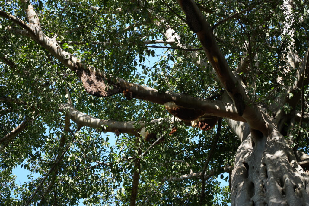 Heavy limbs and green leaves spread against a bright sky