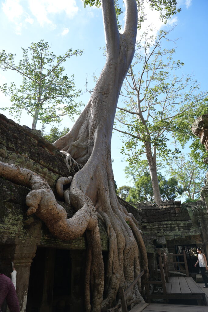 A strangler fig gripping a temple tower with pale muscular roots