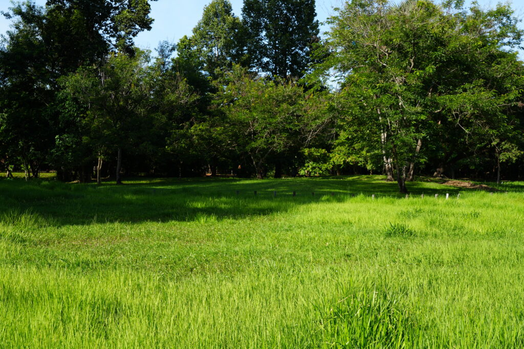 Bright green grass and scattered trees after monsoon rain