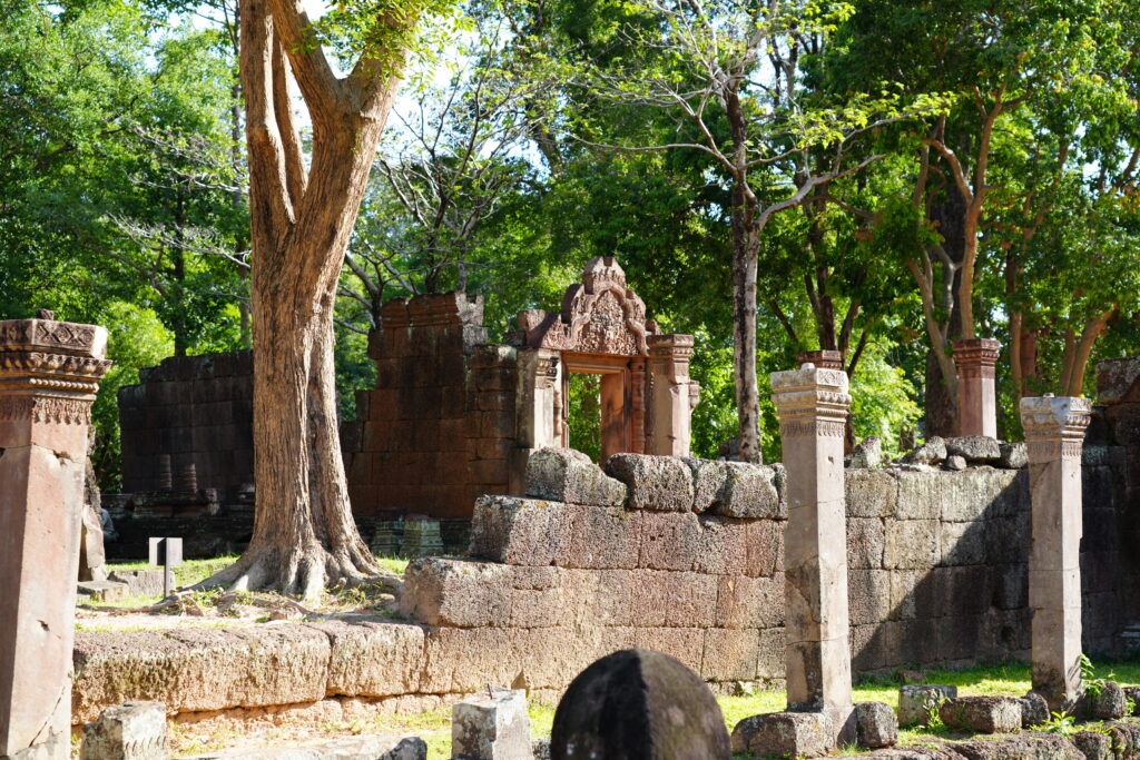 A tall tree rising among the pink sandstone ruins of Banteay Srei