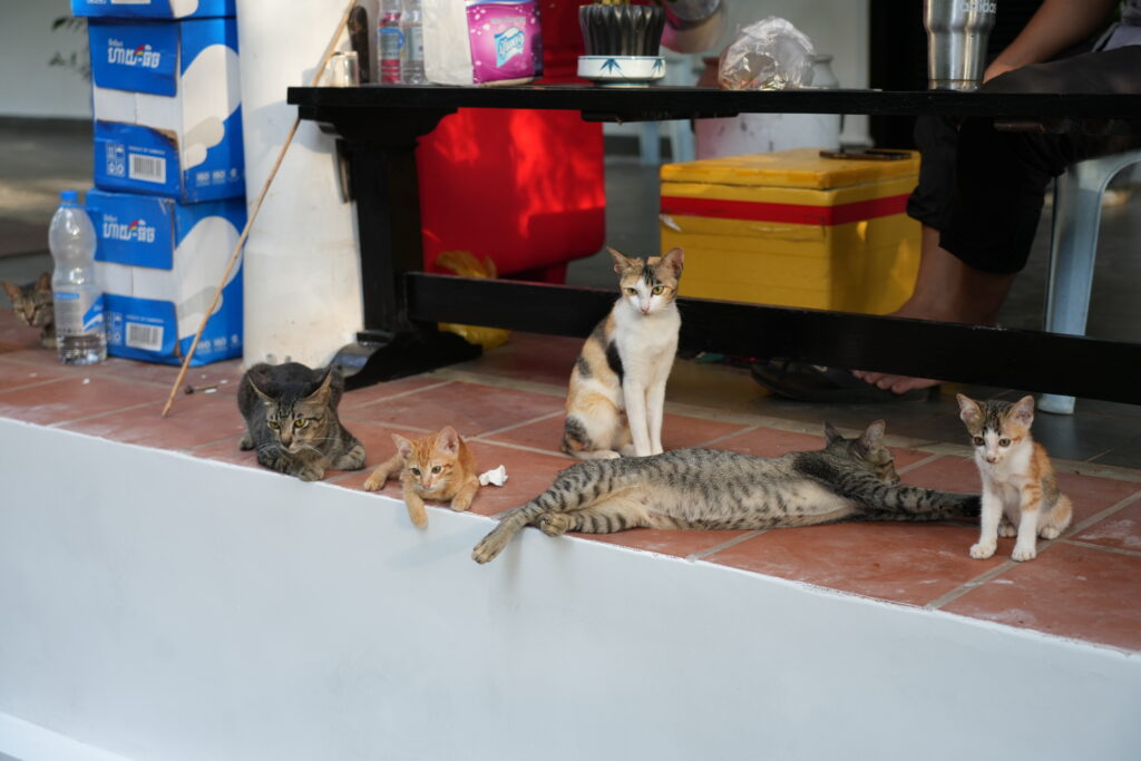 A group of cats gathered under a table in a shopfront