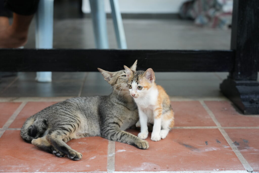 A tabby and a calico cat resting together on terracotta tile