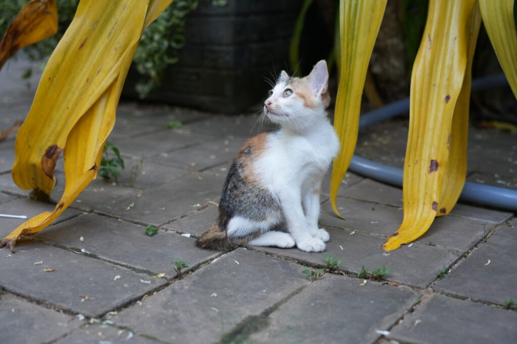 A calico kitten looking up beneath yellowing banana leaves