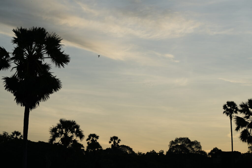 Sugar palms in silhouette against a pale golden morning sky