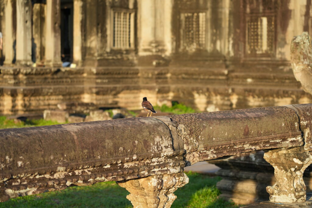 A myna bird perched on a weathered stone balustrade at dawn