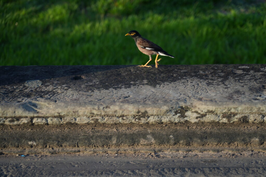 A myna bird walking the edge of a stone causeway