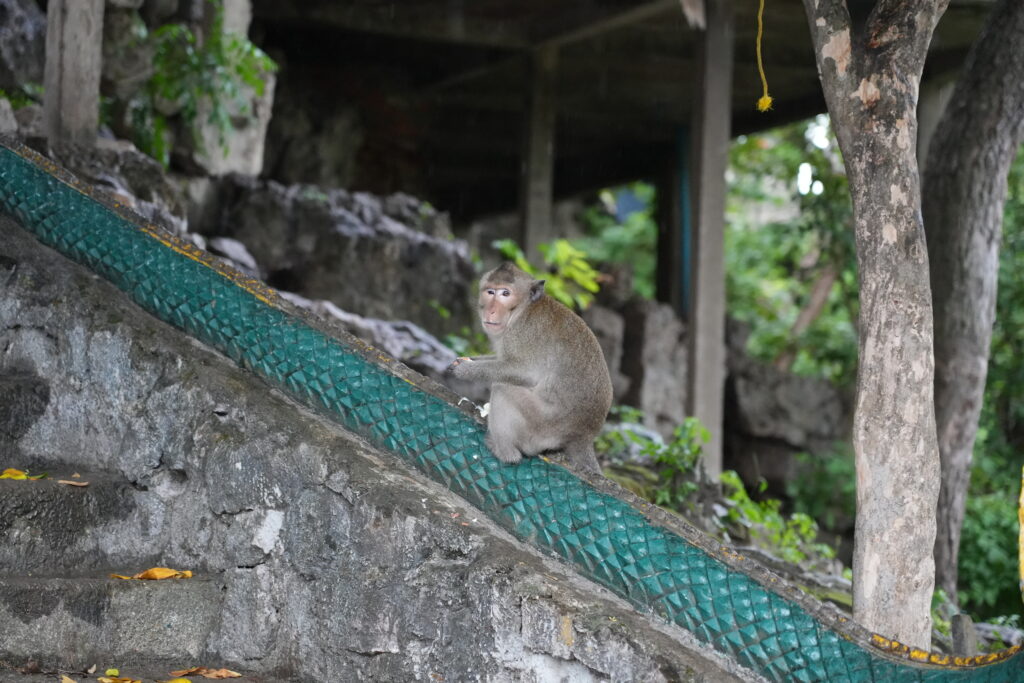 Macaque on green naga temple rail