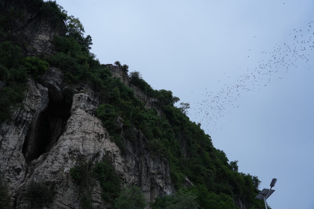 Bat exodus over jungle karst cliff