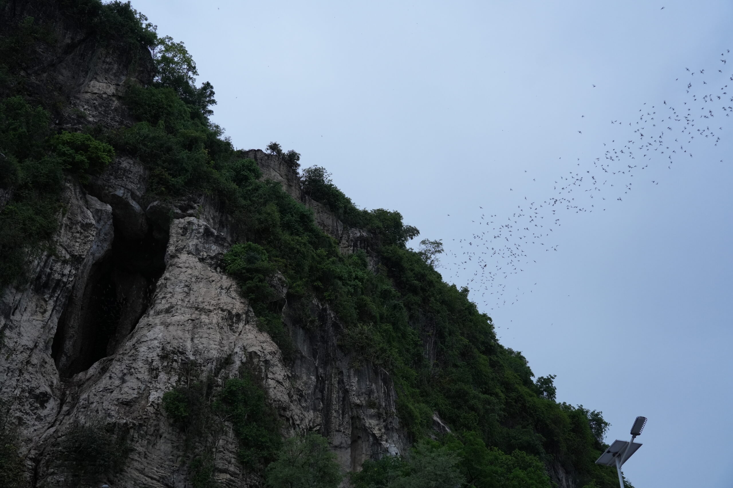 Bat exodus over jungle karst cliff