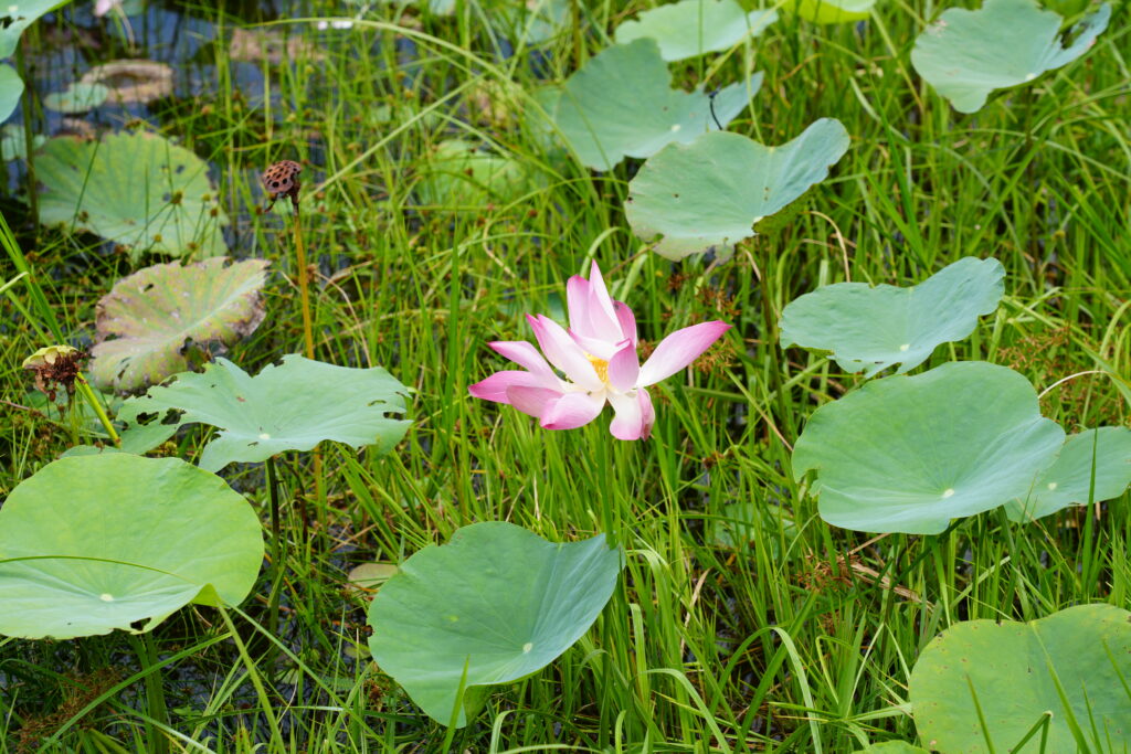 Single lotus bloom on lake