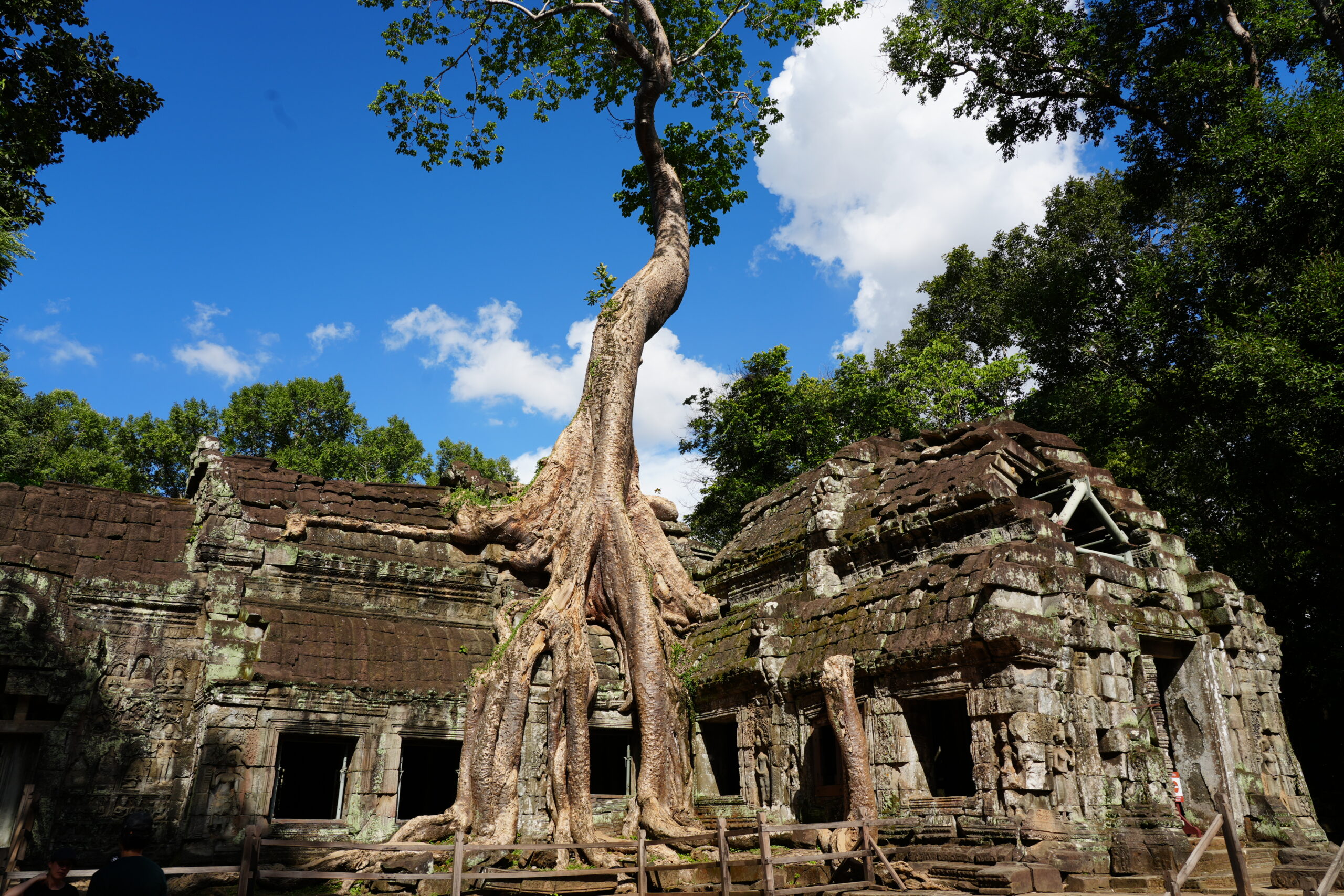 Ta Prohm tree splitting ruins