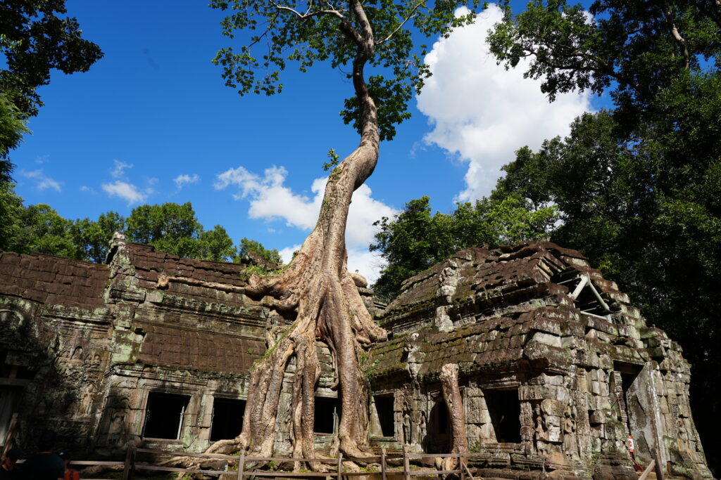 Ta Prohm tree between halls