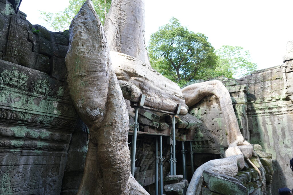 Ta Prohm root over carved gallery