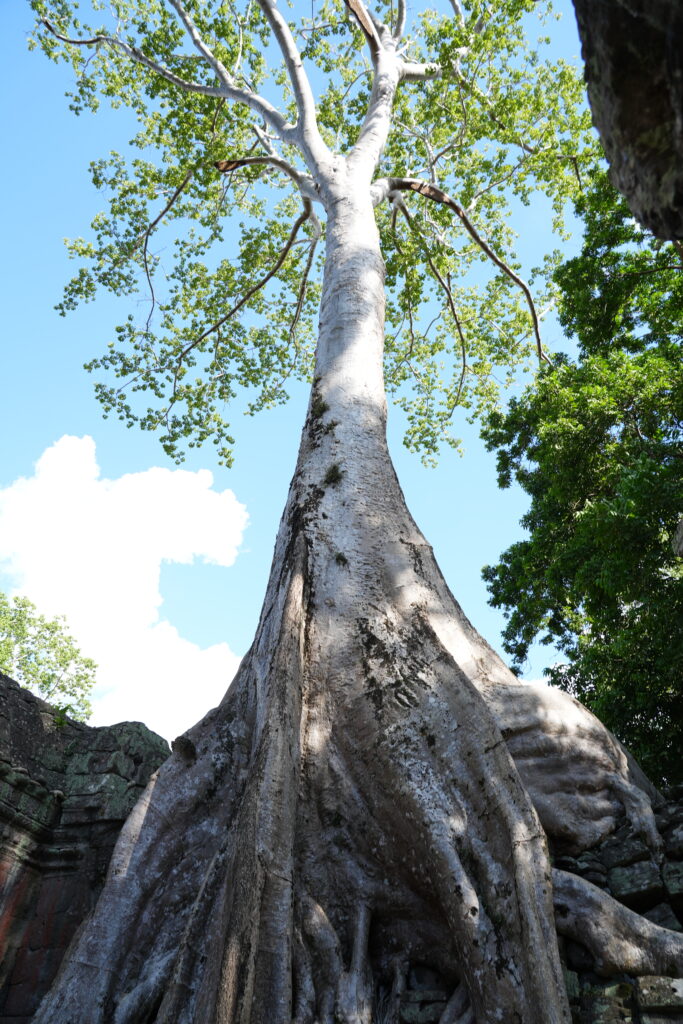Silk-cotton trunk skyward